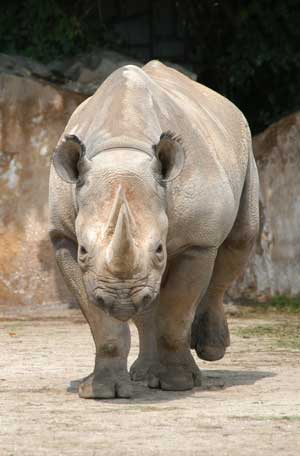 rinoceronte de frente