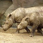 rinoceronte de sumatra