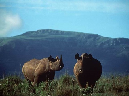 dos rinocerontes