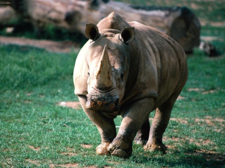 rinoceronte atacando