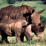 madre y cria rinoceronte blanco