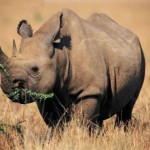 rinoceronte comiendo