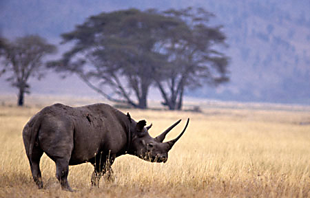 rinoceronte negro en africa