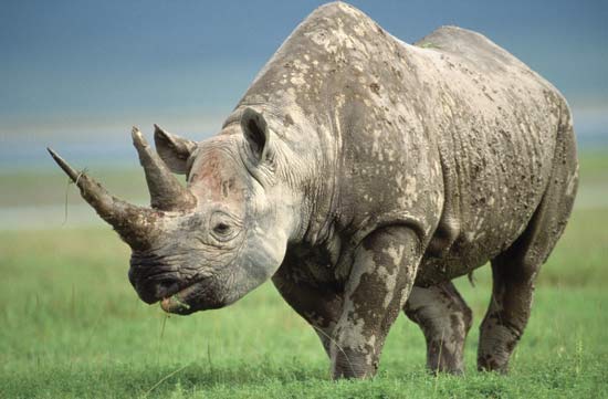 Rinoceronte Negro I Animales salvajes I Desierto Rinoceronte Camiseta sin Mangas 