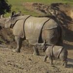 rinoceronte de java