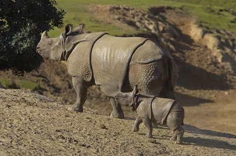 rinoceronte de java