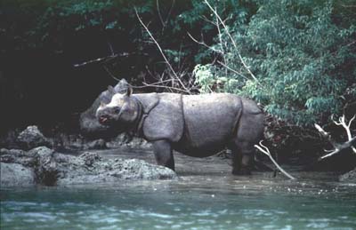 rinocerontes de java2
