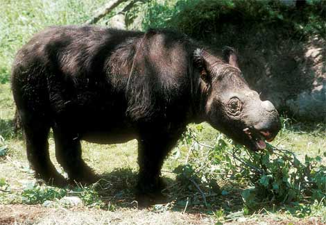 rinoceronte de sumatra 2