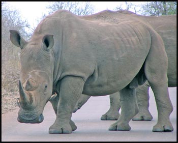 rinocerontes blancos
